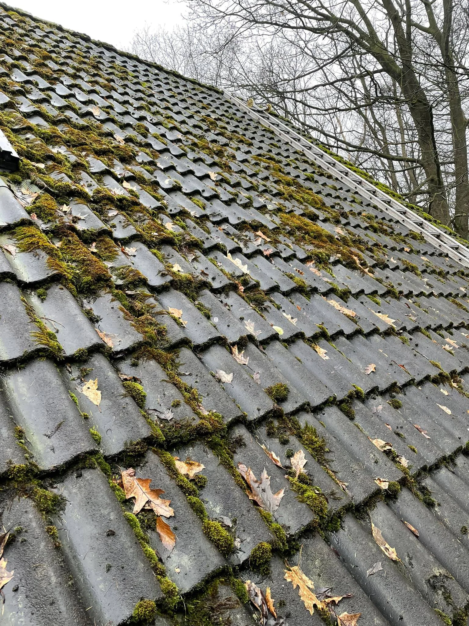 Dakpannenreiniging Corstanjereiniging Breda.